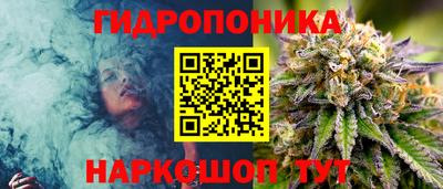 амф Гусев