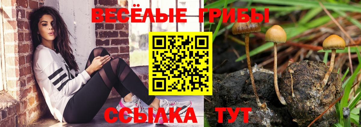 Галлюциногенные грибы Psilocybe Кисловодск
